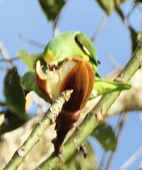 Brotogeris sanctithomae