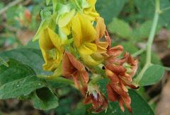 Crotalaria pallida