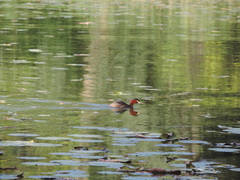 Tachybaptus ruficollis