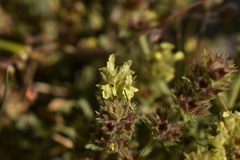 Sideritis hyssopifolia