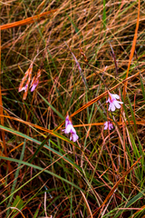 Dierama igneum