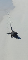 Iguanidae
