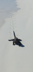 Iguanidae