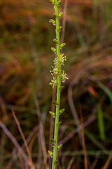 Drimia echinostachya