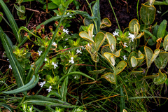 Dyschoriste burchellii