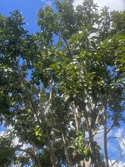 Persea americana