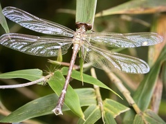 Heliogomphus scorpio