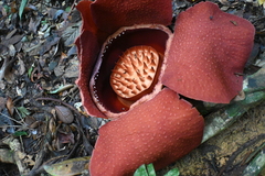 Rafflesia kerrii