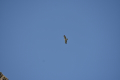 Circaetus gallicus gallicus