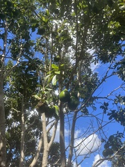Persea americana
