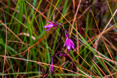 Eulophia hians hians