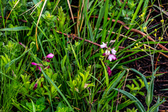 Eulophia hians hians