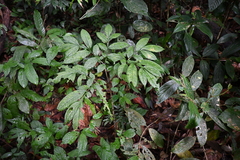 Amorphophallus