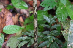 Amorphophallus