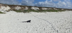 Iguanidae