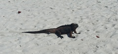 Iguanidae
