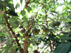 Ardisia virens