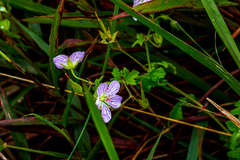 Geranium flanaganii