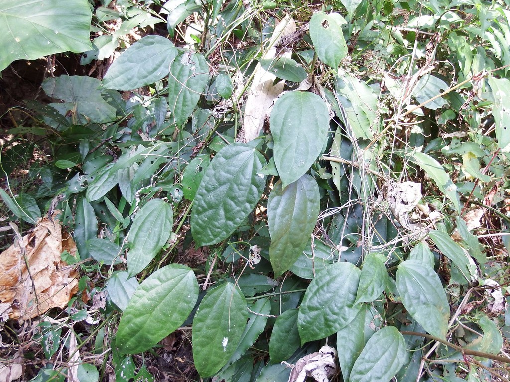Heterostemminae