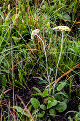 Helichrysum pallidum