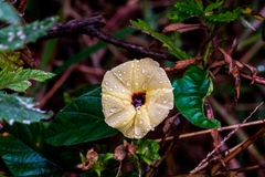 Hewittia malabarica