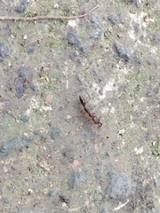 Odontomachus