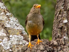 Turdus smithi