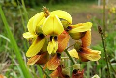 Crotalaria pallida