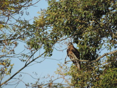 Milvus migrans lineatus