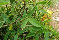 Crotalaria pallida
