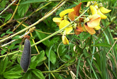 Crotalaria pallida