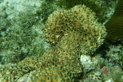 Palythoa tuberculosa