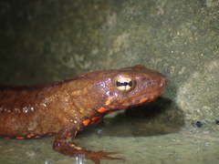Paramesotriton hongkongensis