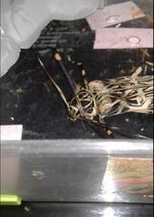 Acrocinus longimanus