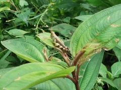 Catantopinae