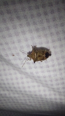 Asopinae