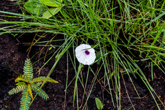 Ipomoea crassipes