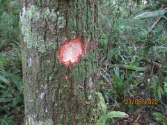 Calophyllum brasiliense