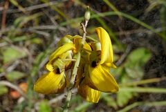 Crotalaria pallida