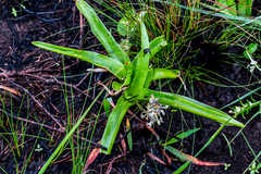 Ledebouria floribunda