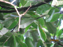 Calophyllum brasiliense