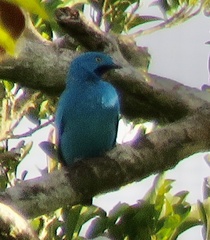 Cotinga maynana