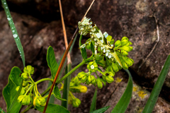 Pseudocreobotra wahlbergi