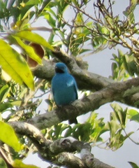 Cotinga maynana