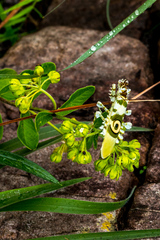 Pseudocreobotra wahlbergi