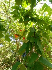 Bauhinia hildebrandtii