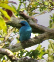 Cotinga maynana