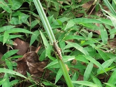 Acrididae