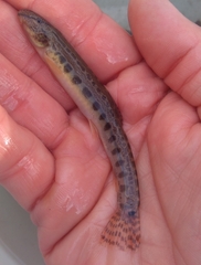 Cobitis elongatoides