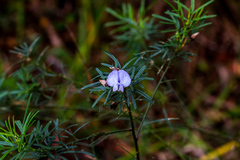 Psoralea arborea